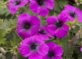 geranium dragon heart -rl277--qpr